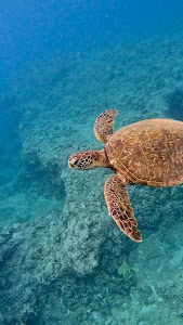 North Shore Dive Shop