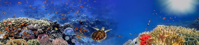 sea turtle