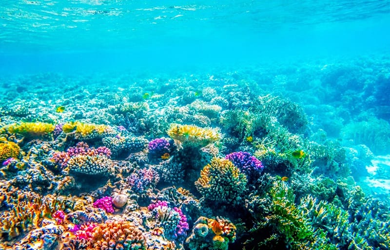 snorkeling-oahu