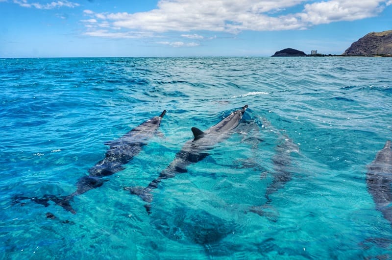 spinner dolphins in oahu