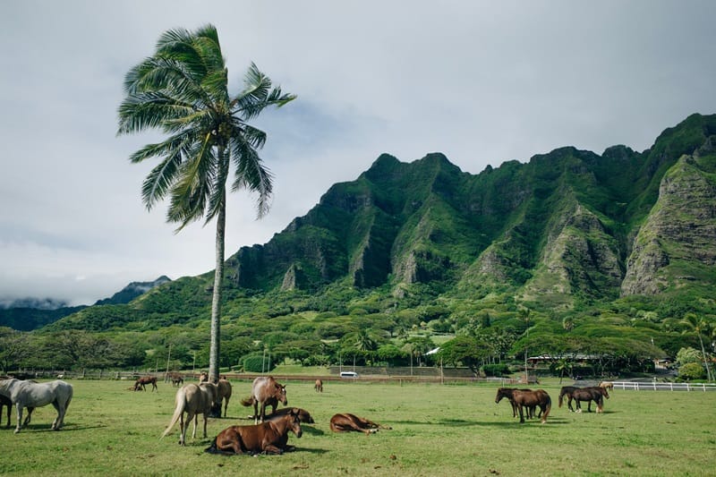 Kualoa Ranch 