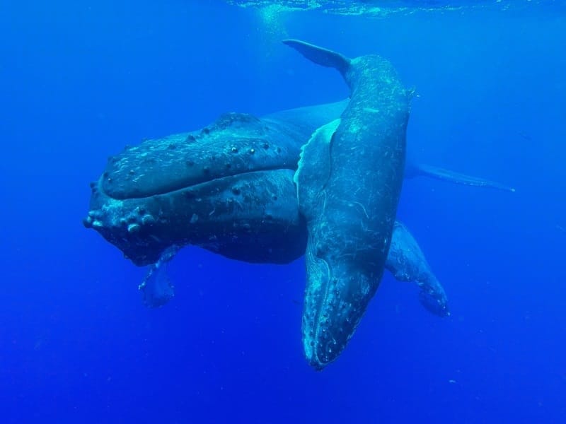 Humpback whales