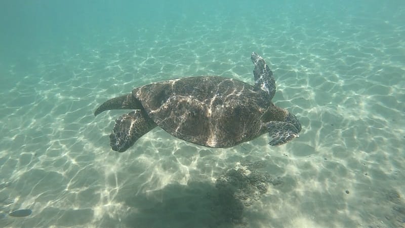 green sea turtle