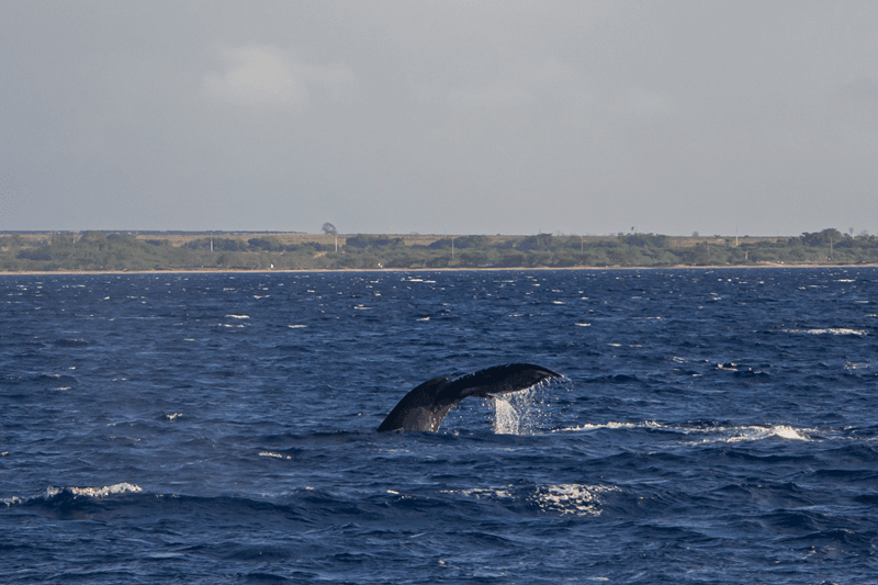 humpback whales of hawaii