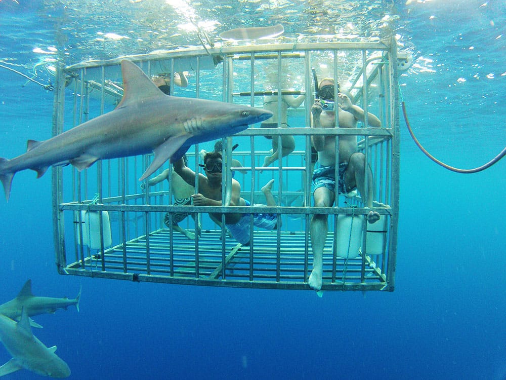 oahu shark cage diving