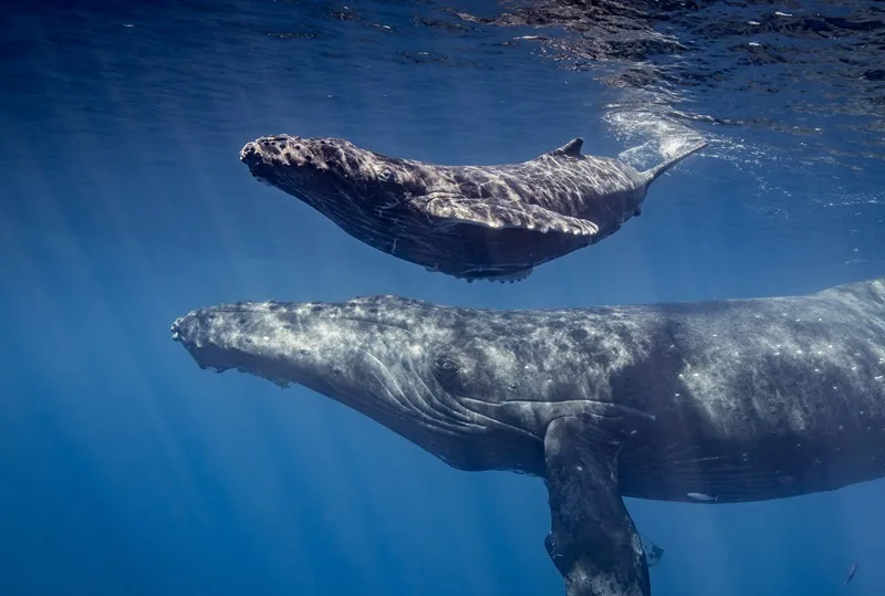 Observación de ballenas en Oahu