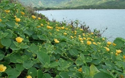 Exploring the Beauty and Significance of the ‘Ilima Flower: Oahu’s Official Flower