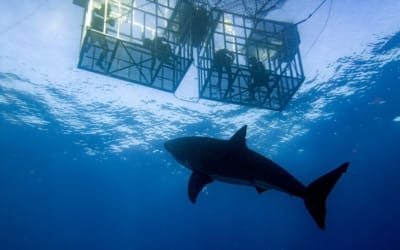 Is There Shark Cage Diving In Oahu?