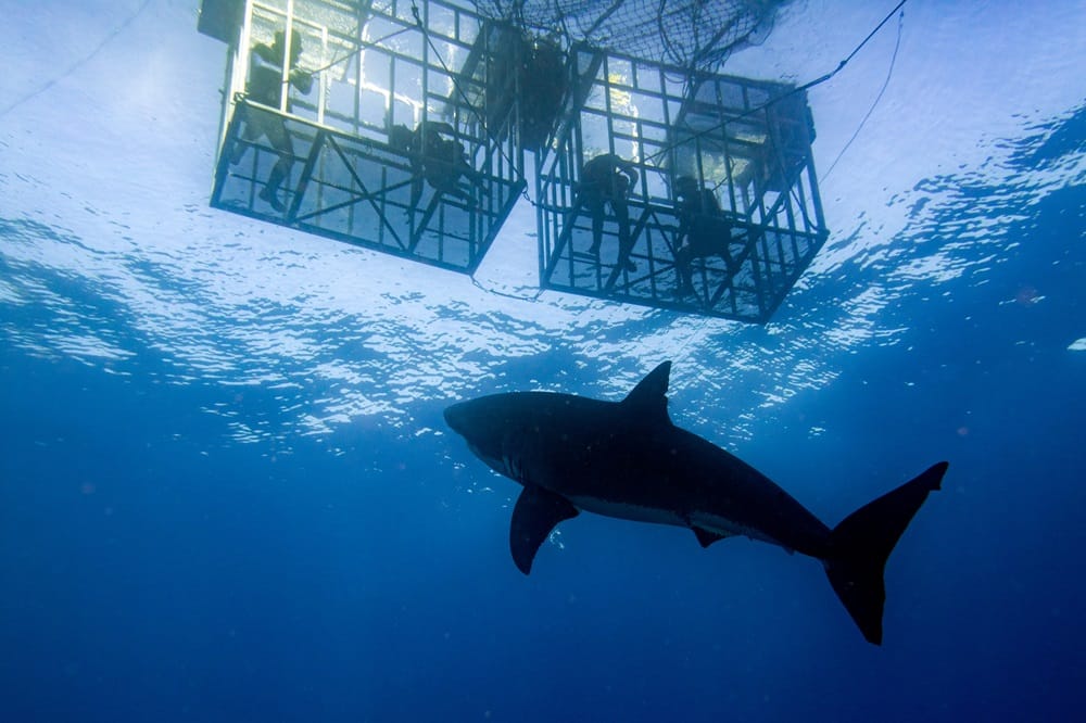 shark cage diving in oahu