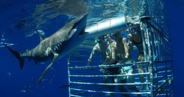 shark cage diving in oahu