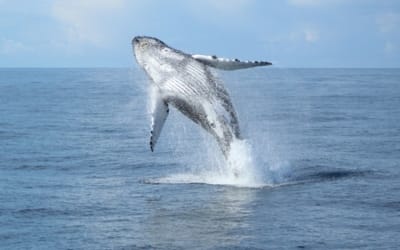 When, Where, and How to Enjoy Whale Watching in Oahu