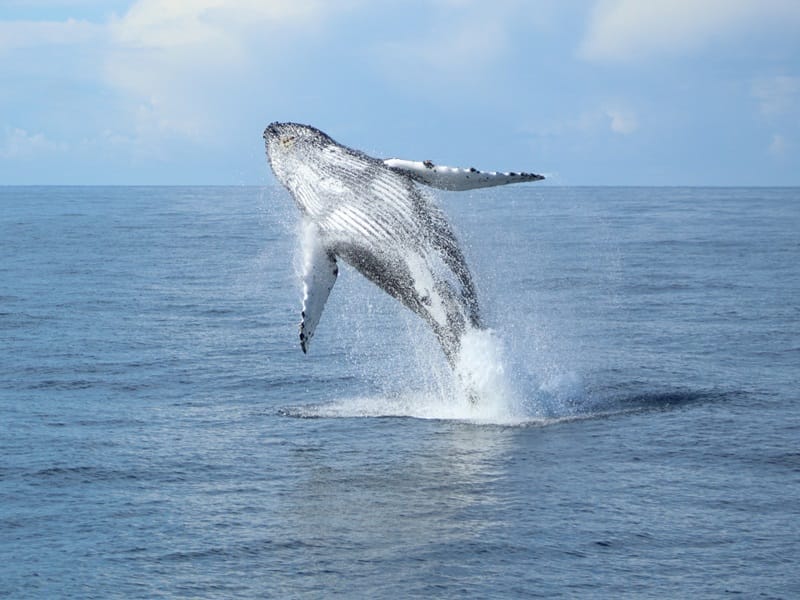 whale watching in oahu