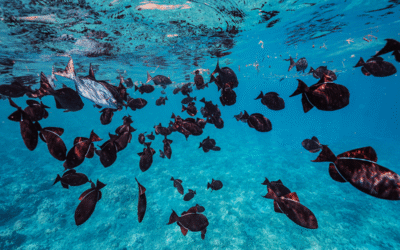 Where To Find Good Snorkeling On Oahu: 5 Top Spots!