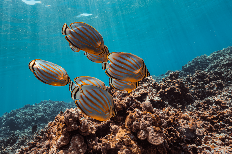 Ornate Butterflyfish