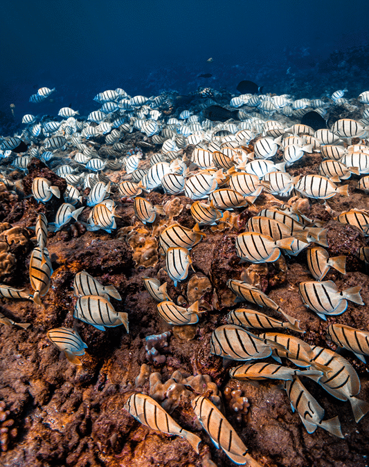 Convict Tang in Oahu