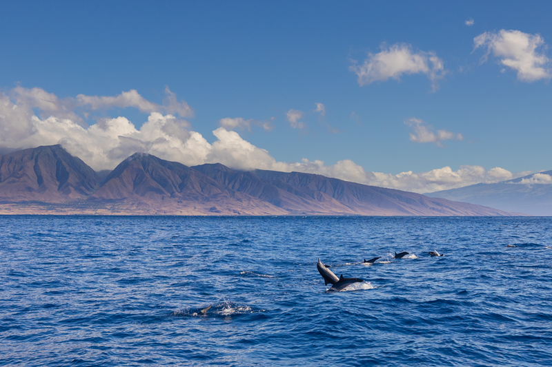 Delfines saltando en Hawaii