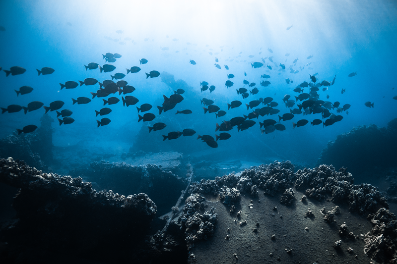 El mejor snorkeling en Oahu