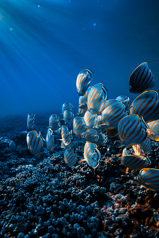 El mejor snorkeling en Oahu