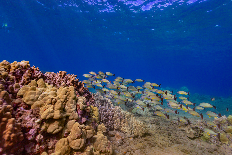 school of fish - hawaii