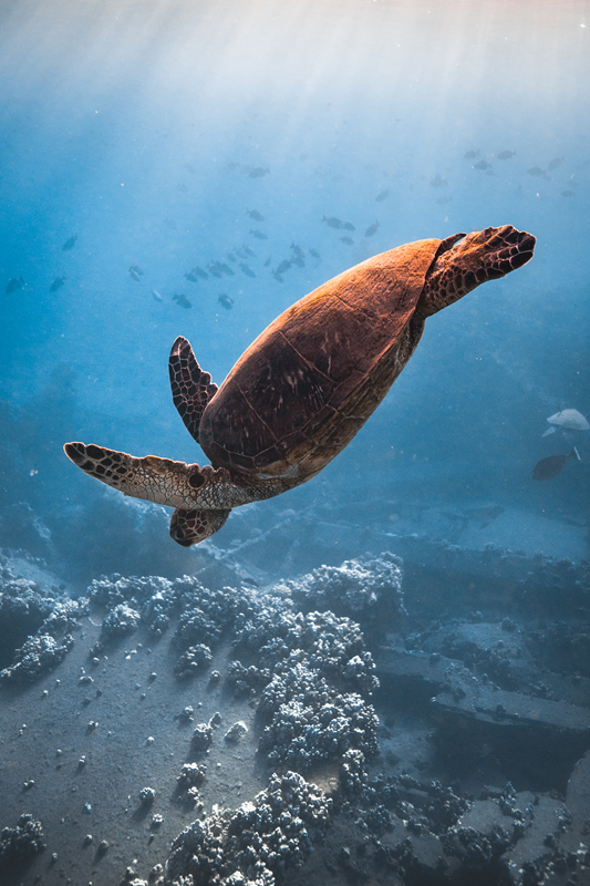Tortuga verde hawaiana
