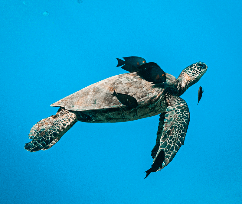 tortuga marina de Oahu