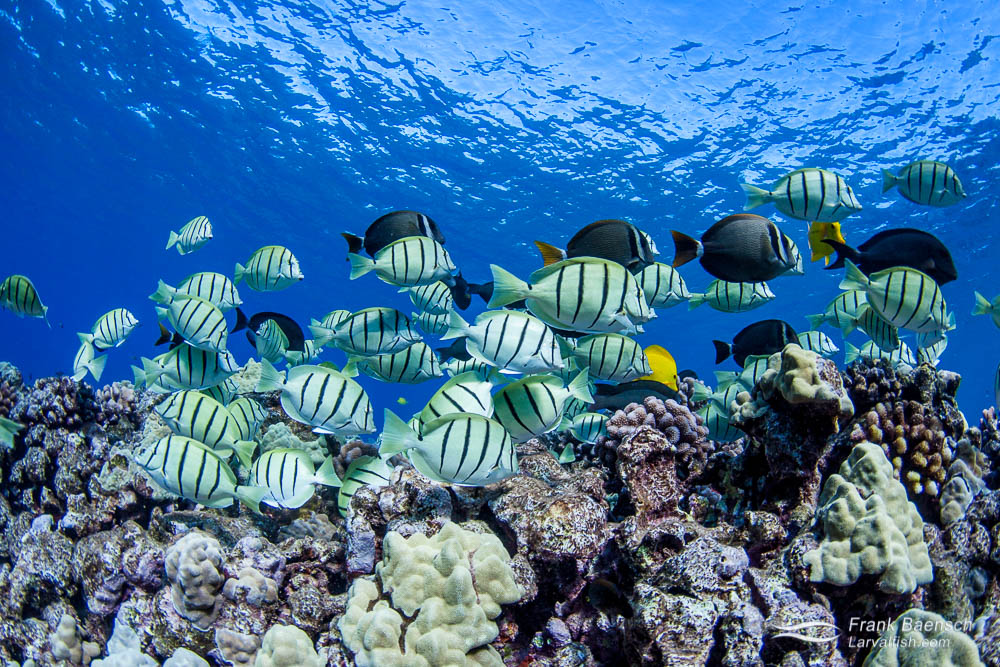 La escolarización del convicto Tang