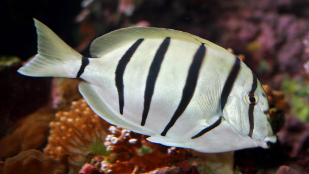 Tangs de convictos en Oahu